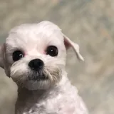 리뷰 작성자