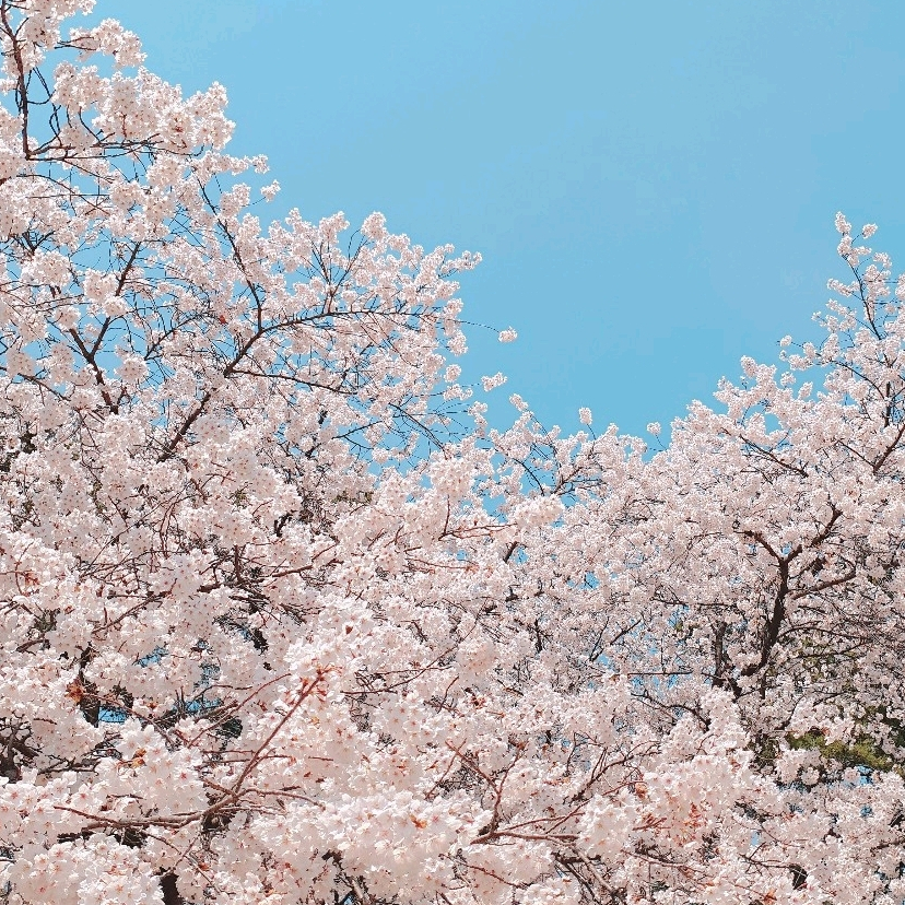 작성자