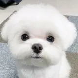 리뷰 작성자