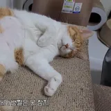 리뷰 작성자