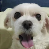 리뷰 작성자