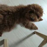 리뷰 작성자
