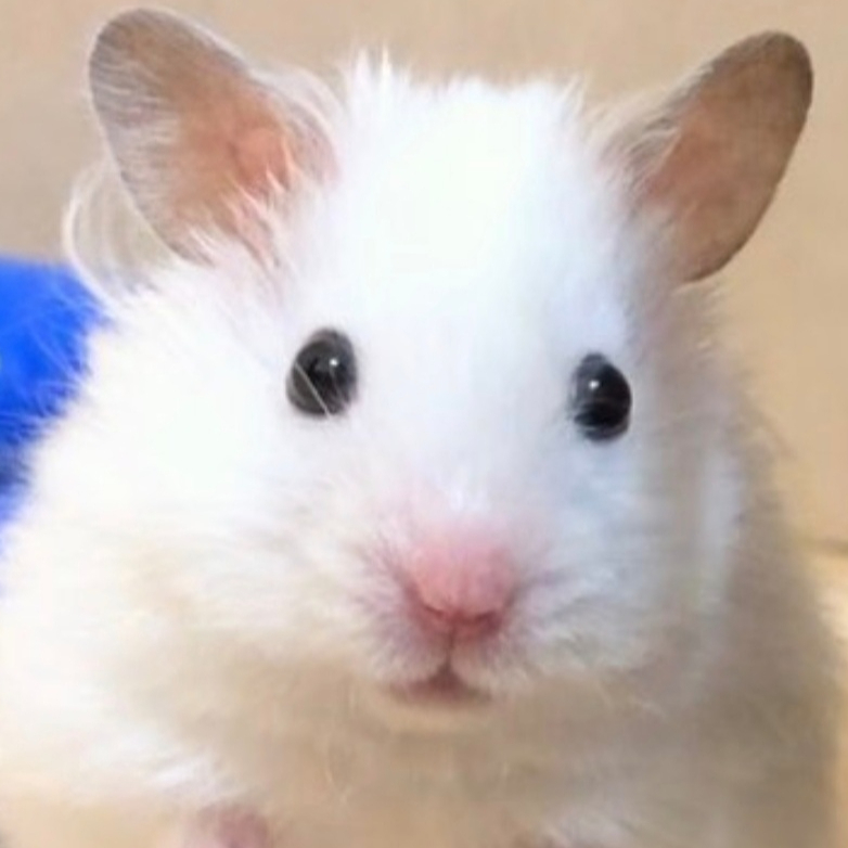 작성자
