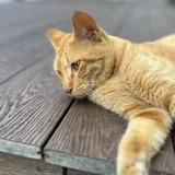 리뷰 작성자